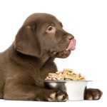 croquettes naturelles pour chien