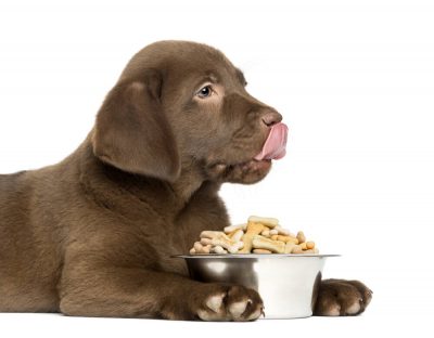 croquettes naturelles pour chien