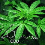 Cannabis CBD