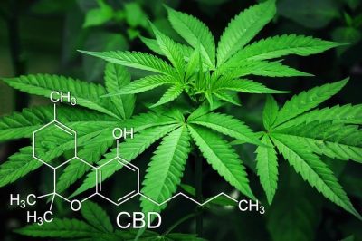 Cannabis CBD
