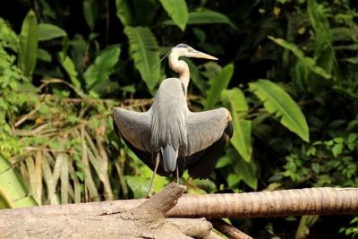 Escapade au Costa Rica