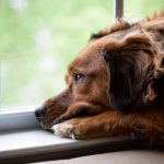 Préparez le chien à une absence