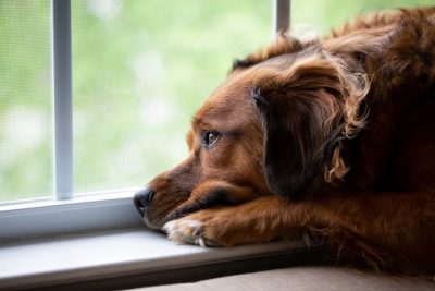 Préparez le chien à une absence