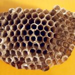 emballage alimentaire en cire d abeille