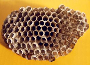 emballage alimentaire en cire d abeille