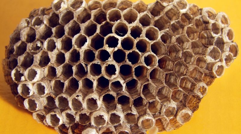 emballage alimentaire en cire d abeille
