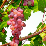 Conseils pour choisir une bouteille de rosé