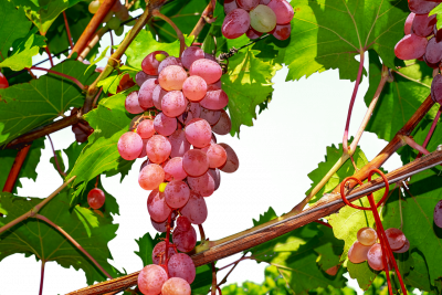 Conseils pour choisir une bouteille de rosé