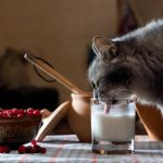 chat indépendant
