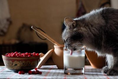 chat indépendant