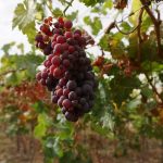 ici (domaine viticole)
