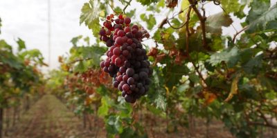 ici (domaine viticole)