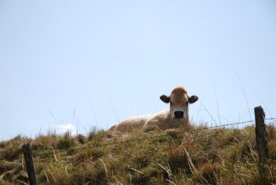 aubrac