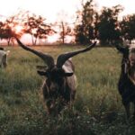 Bien choisir ses mangeoires et râteliers pour moutons et chèvres : guide essentiel