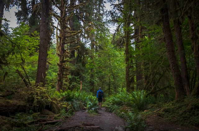 Randonnée en forêt vierge