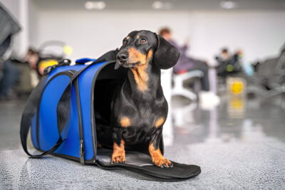 transport d'animaux
