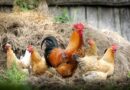 Vermifuge maison pour poules : Recettes naturelles et efficaces