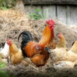 Vermifuge maison pour poules : Recettes naturelles et efficaces