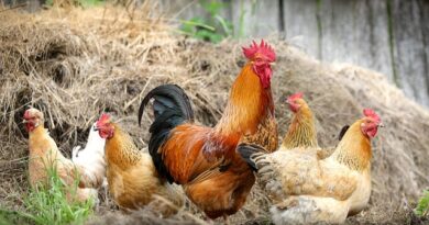 Vermifuge maison pour poules : Recettes naturelles et efficaces