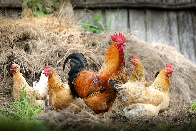 Vermifuge maison pour poules : Recettes naturelles et efficaces