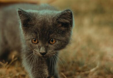 Voyager avec un chat