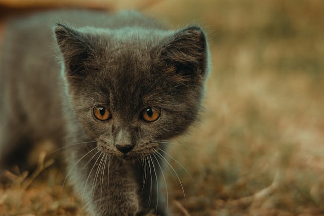 Voyager avec un chat