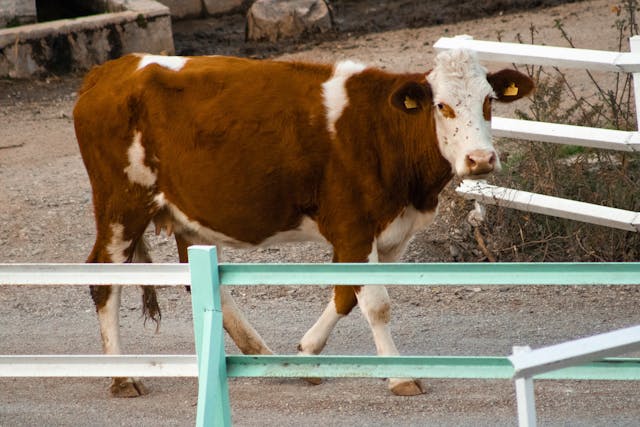 vache laitière