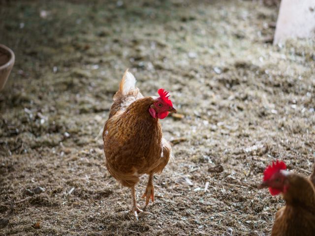 poule